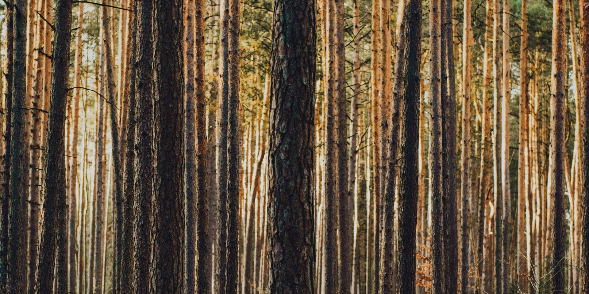 smogory forest