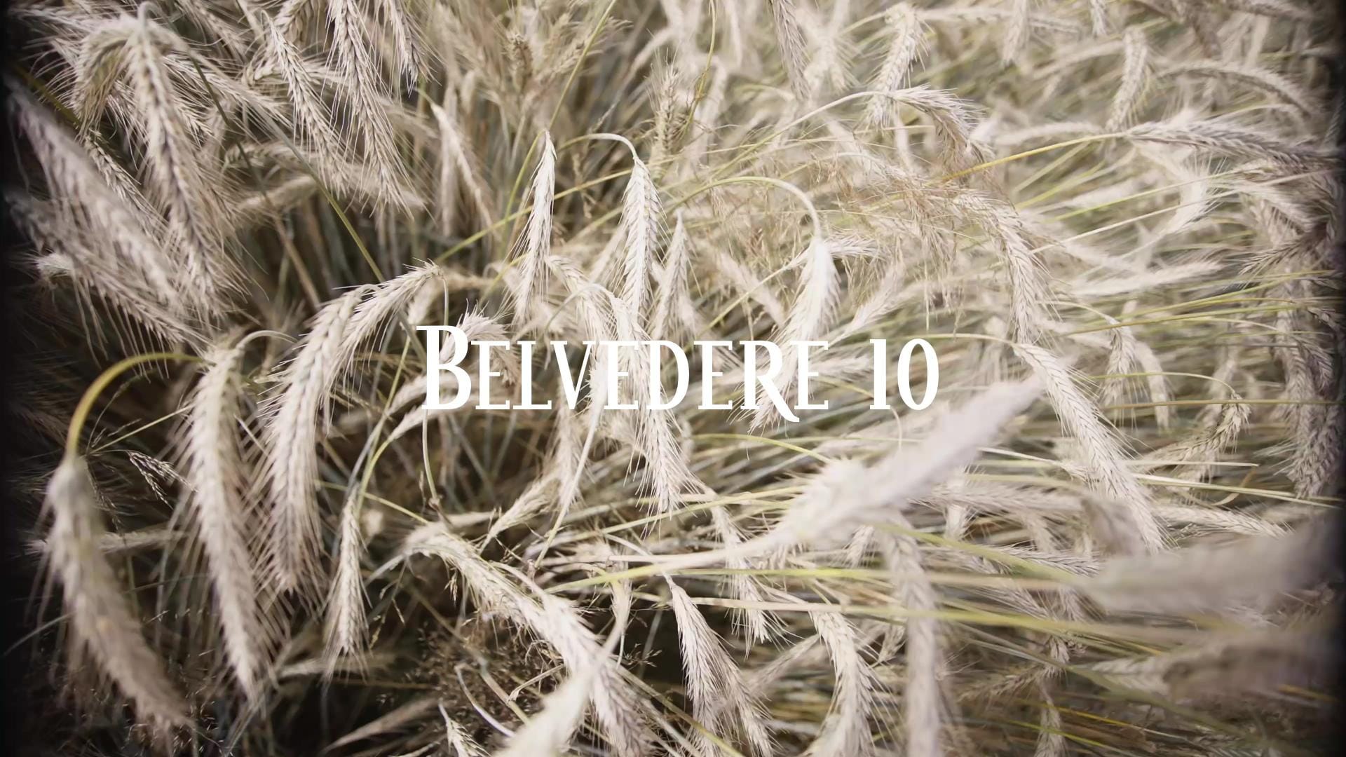 Bundles of freshly harvested rye lying in the field, seen up close