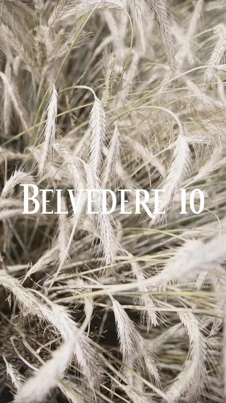Bundles of freshly harvested rye lying in the field, seen up close