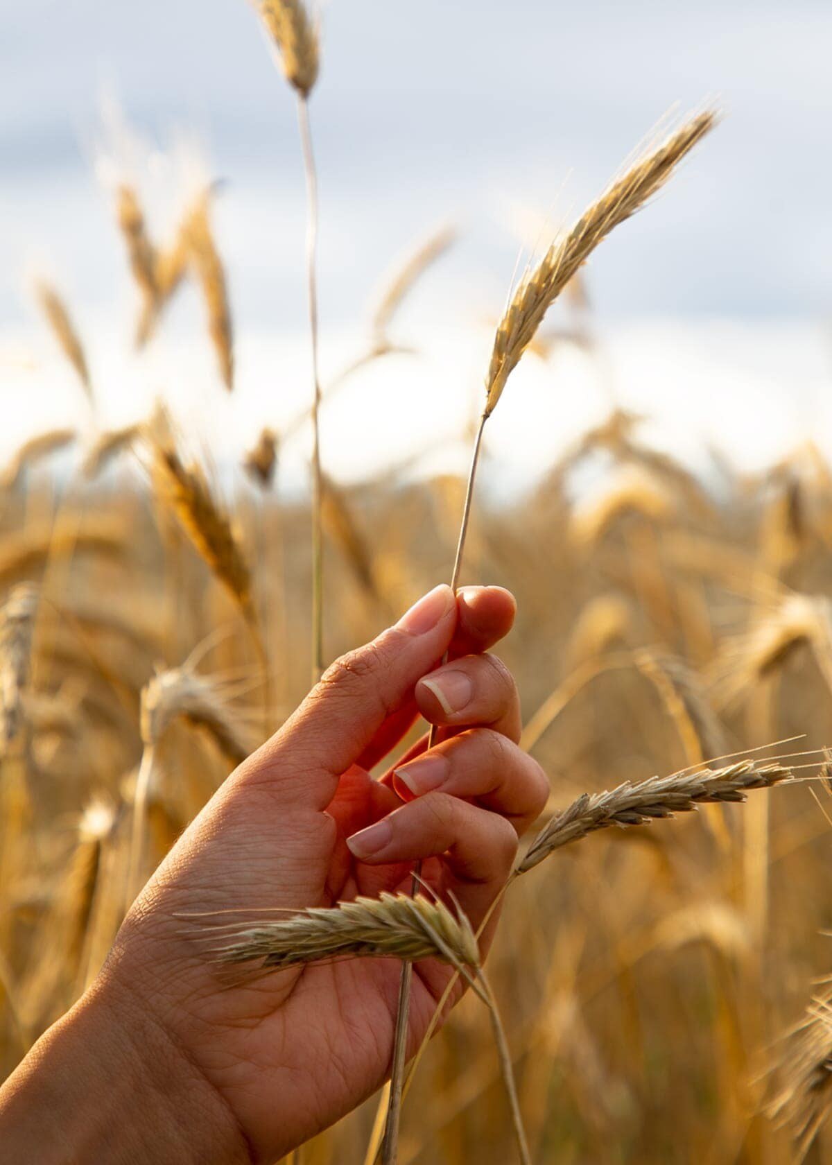 hand holding rye