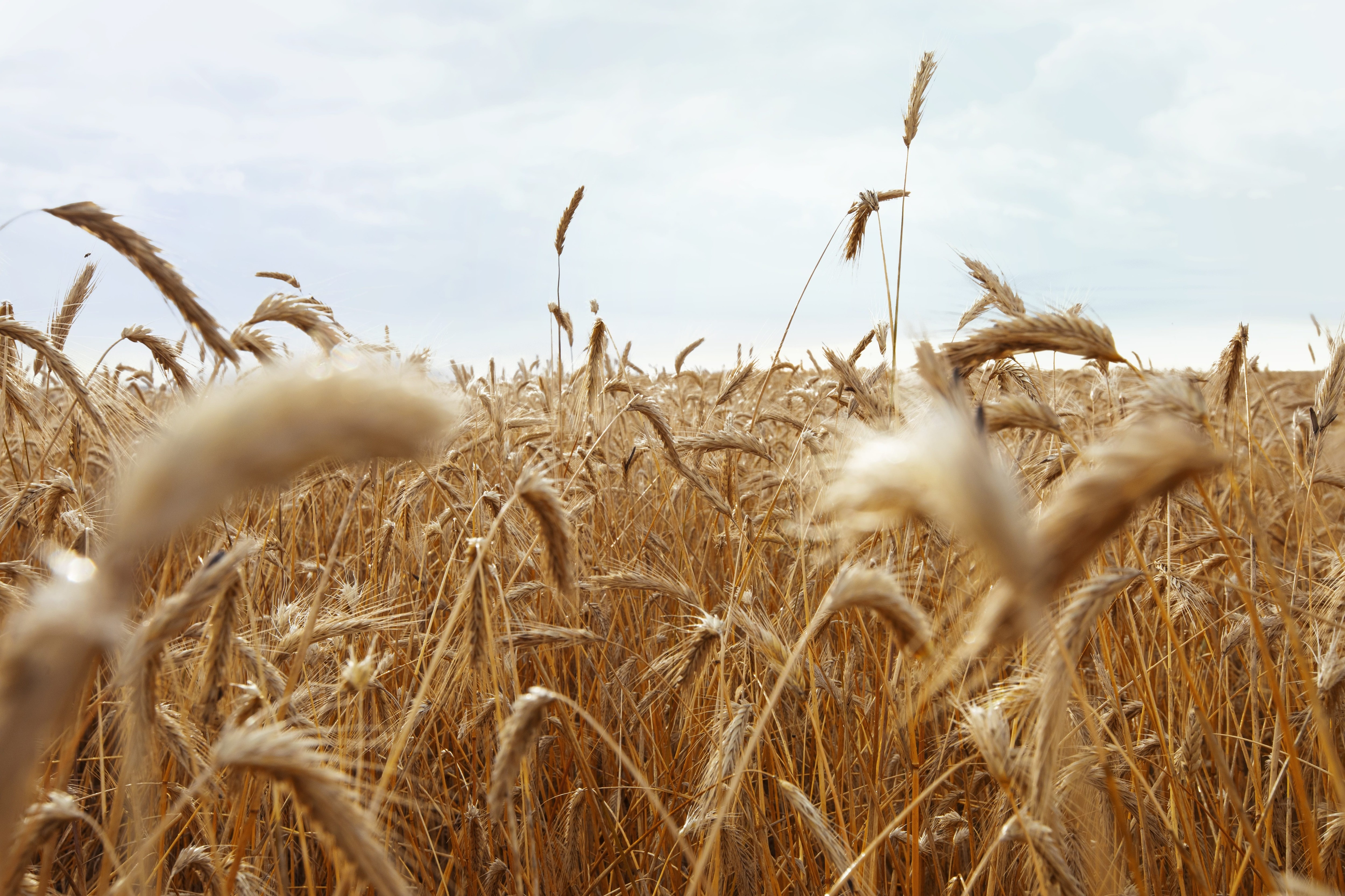 rye field